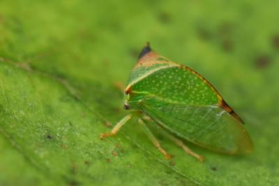 <i>Stictocephala alta</i>