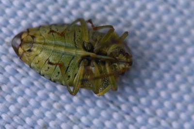 <i>Elasmucha grisea</i>