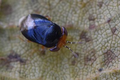 <i>Geocoris erythrocephalus</i>