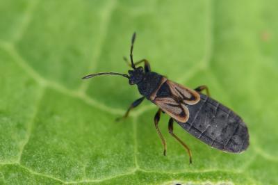 <i>Ischnodemus sabuleti</i>