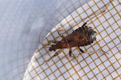 <i>Himacerus mirmicoides</i>