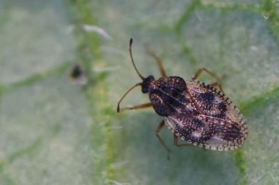<i>Dictyla humuli</i>