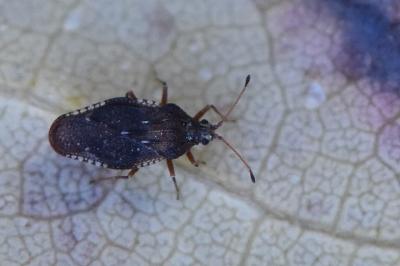<i>Physatocheila dumetorum</i>