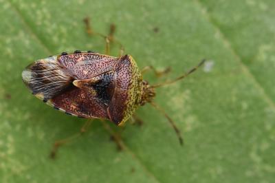 <i>Elasmucha grisea</i>