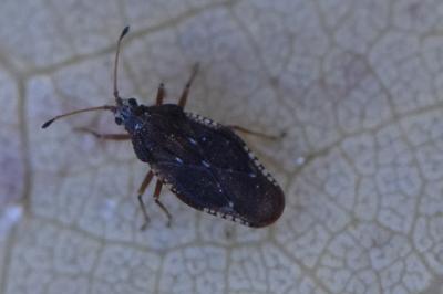 <i>Physatocheila dumetorum</i>