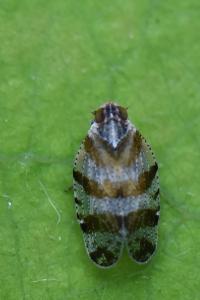 <i>Tachycixius venustulus</i>