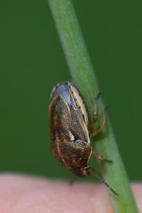 <i>Neottiglossa leporina</i>