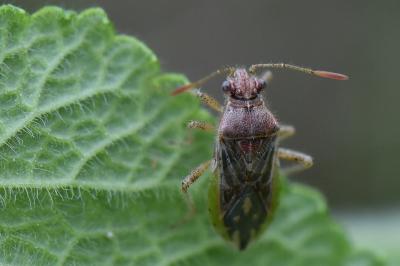 <i>Rhopalus parumpunctatus</i>