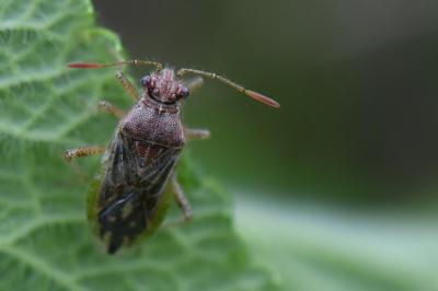 <i>Rhopalus parumpunctatus</i>