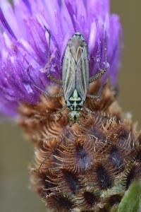 <i>Oncotylus viridiflavus</i>
