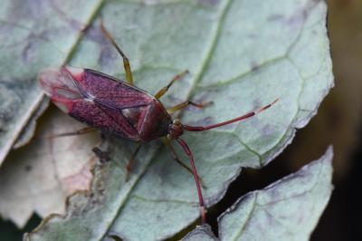 <i>Pantilius tunicatus</i>