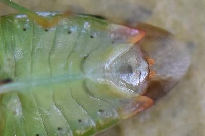 <i>Elasmostethus minor</i>