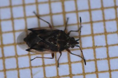 <i>Kleidocerys resedae</i>