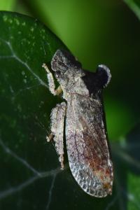<i>Ledra aurita</i>