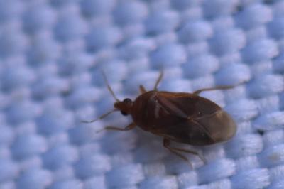 <i>Cardiastethus fasciiventris</i>