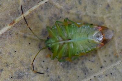 <i>Elasmostethus minor</i>