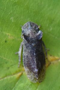 <i>Ledra aurita</i>