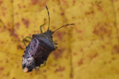 <i>Elasmucha grisea</i>