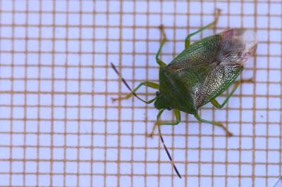 <i>Elasmostethus minor</i>