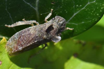 <i>Ledra aurita</i>