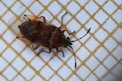 <i>Kleidocerys resedae</i>