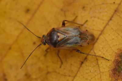 <i>Lygus pratensis</i>