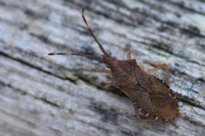 <i>Gonocerus acuteangulatus</i>