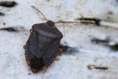 <i>Palomena prasina</i>