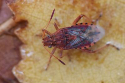 <i>Stictopleurus abutilon</i>