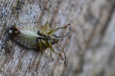 <i>Elasmucha grisea</i>