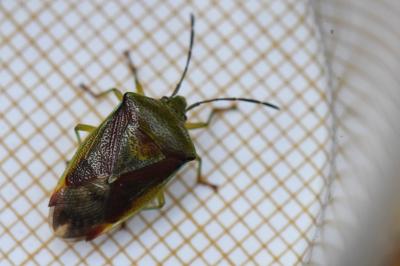 <i>Elasmostethus interstinctus</i>
