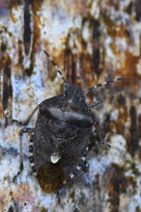 <i>Dolycoris baccarum</i>