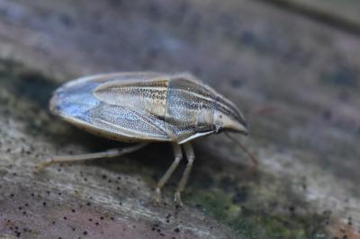 Aelia acuminata