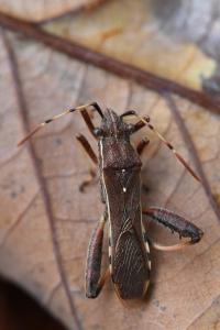 <i>Camptopus lateralis</i>