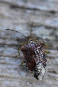<i>Elasmucha grisea</i>