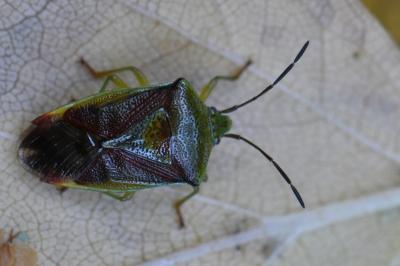 <i>Elasmostethus interstinctus</i>