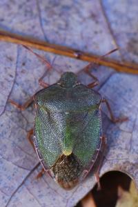 <i>Palomena prasina</i>