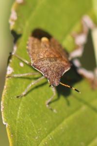 <i>Peribalus strictus vernalis</i>