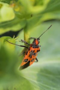 <i>Corizus hyoscyami</i>