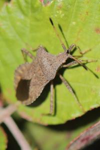 <i>Coreus marginatus</i>