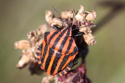 <i>Graphosoma italicum</i>