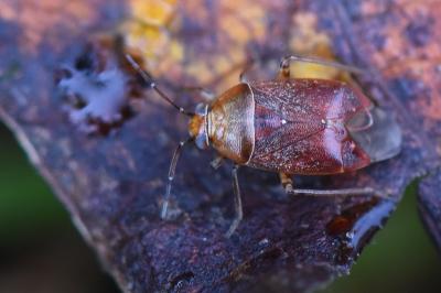 <i>Agnocoris</i>