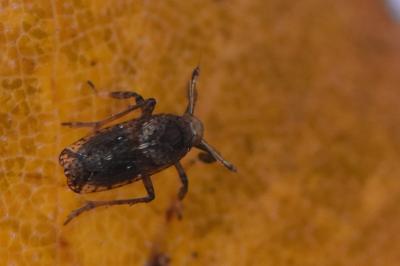 <i>Asiraca clavicornis</i>