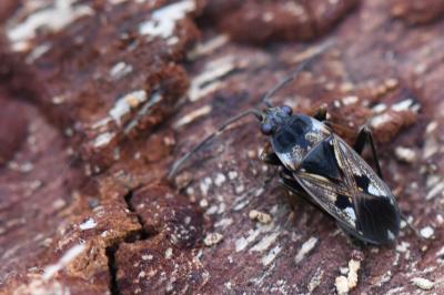 Rhyparochromus vulgaris