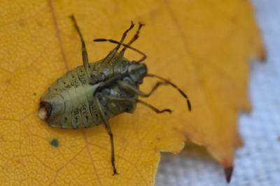 <i>Elasmucha grisea</i>