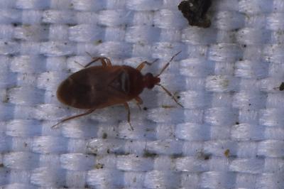 <i>Cardiastethus fasciiventris</i>