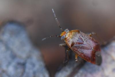 <i>Agnocoris</i>