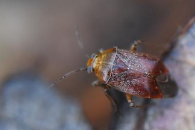 <i>Agnocoris</i>
