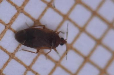 <i>Cardiastethus fasciiventris</i>