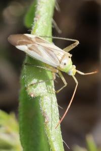 <i>Adelphocoris lineolatus</i>